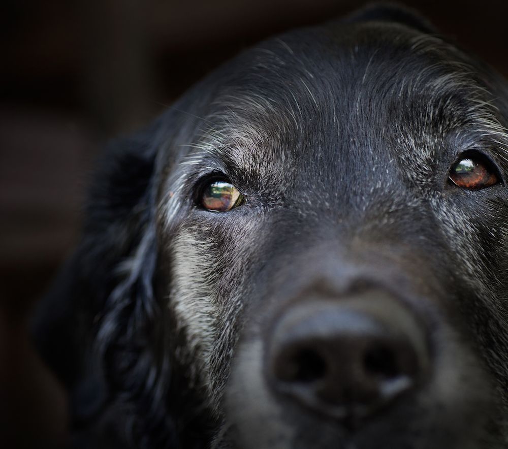 New Canine Arthritis Drug